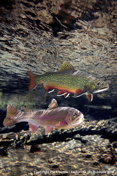Brook and Rainbow trout