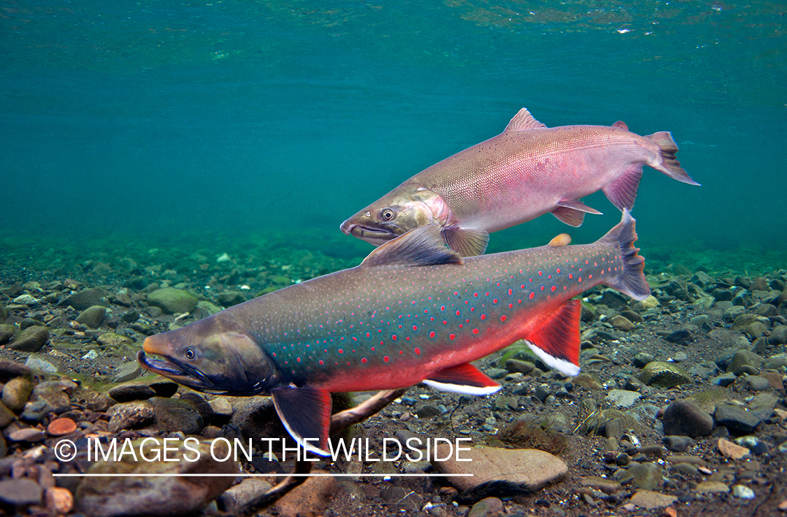 Dolly Varden (Bristol Bay, Alaska)