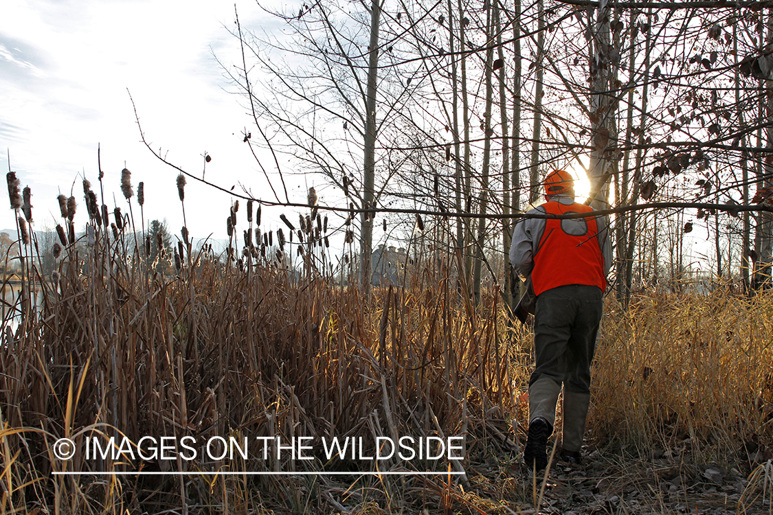 Upland game bird hunter in field.