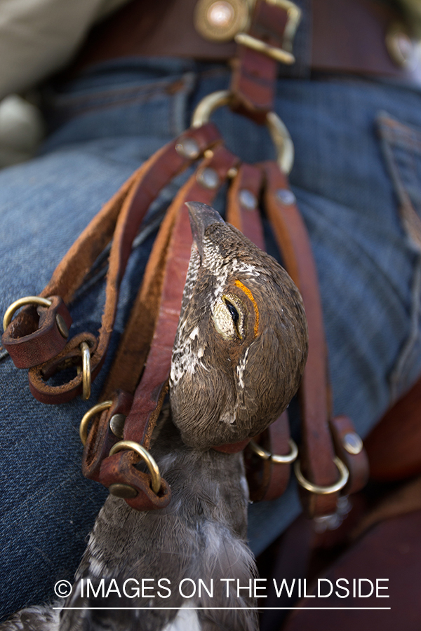 Upland game bird hunter on horseback with bagged Dusky (mountain) grouse.
