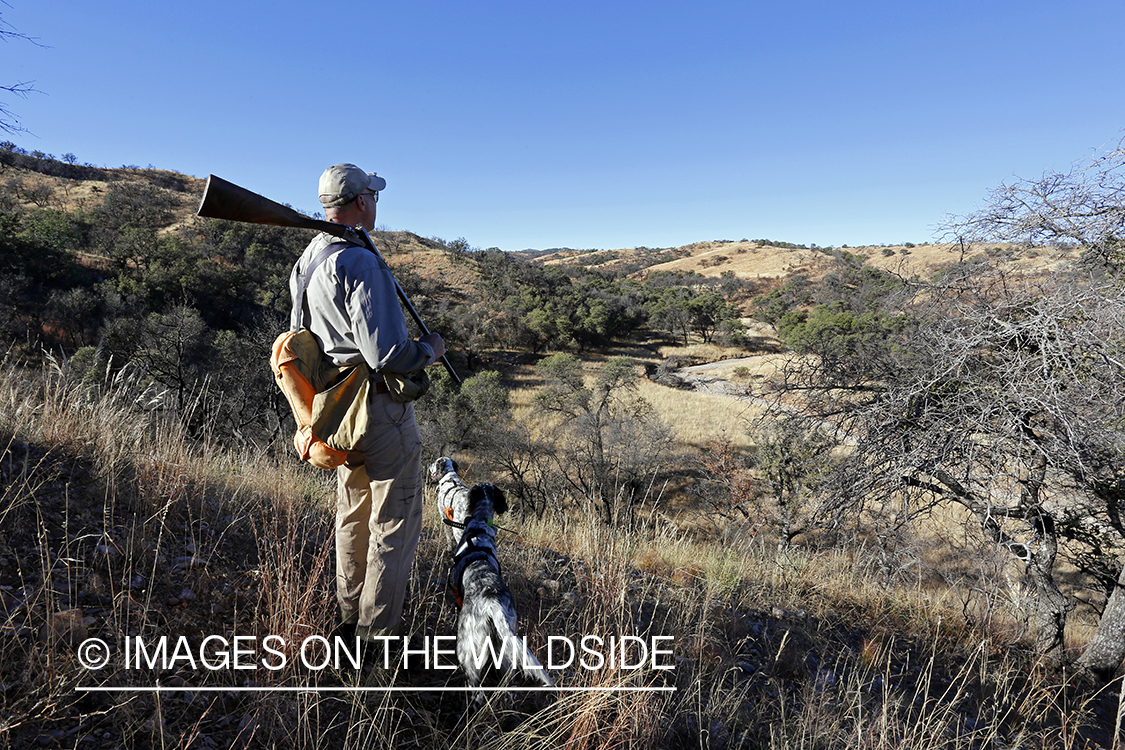 Upland game bird hunter with English Setters in field.