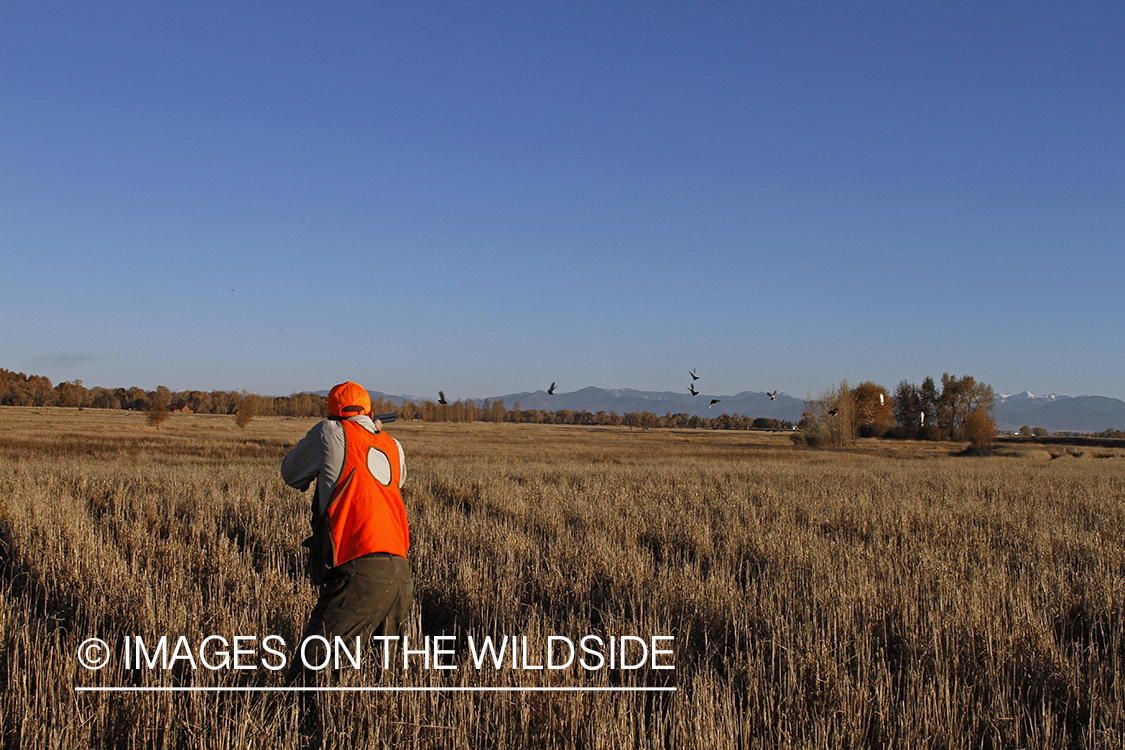 Upland game bird hunter shooting at flock of Hungarian Partridge. 