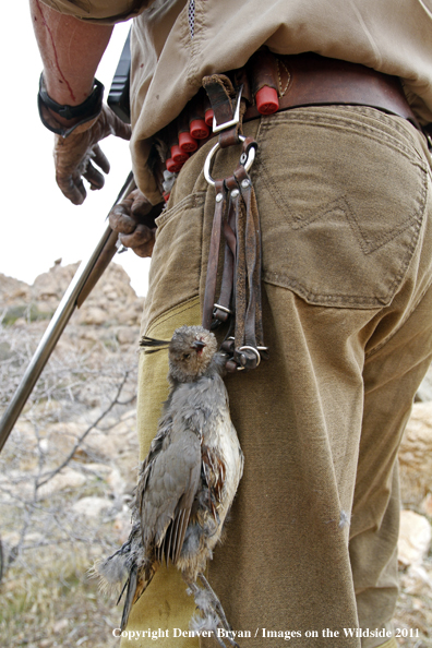 Upland game bird hunter with bagged Gambel's Quail in Arizona.