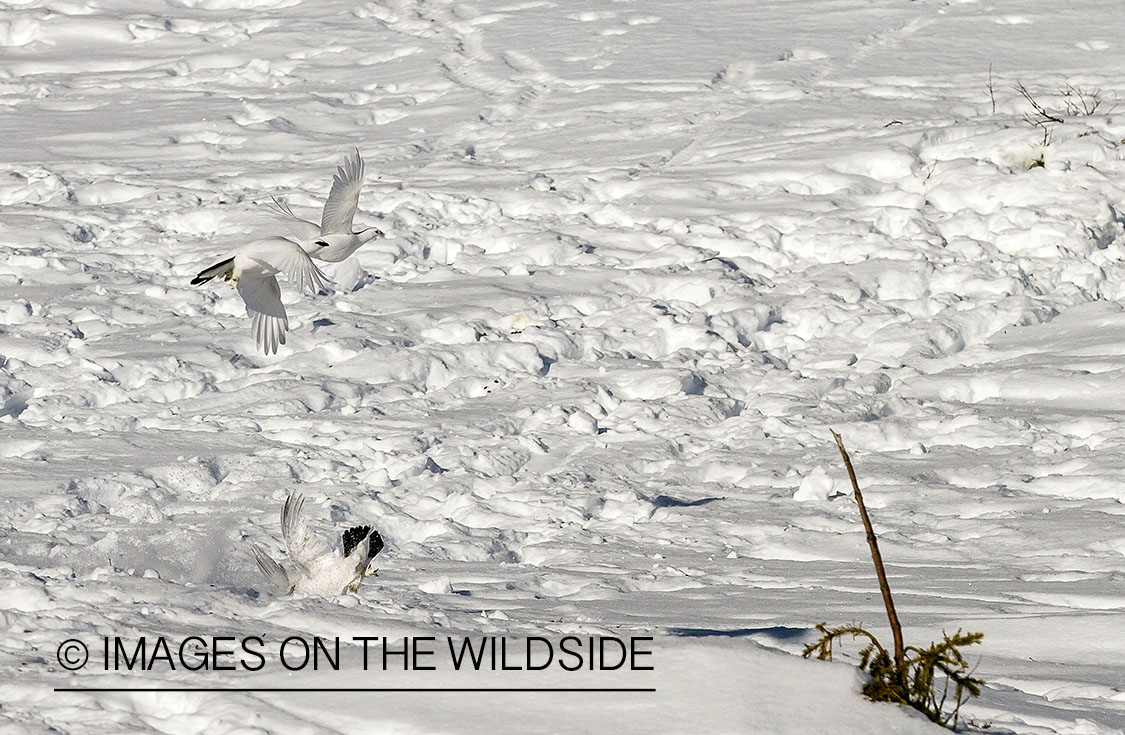 Flushed rock ptarmigans and one downed from shot.
