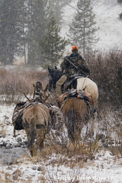 Elk hunt packstring in mountains