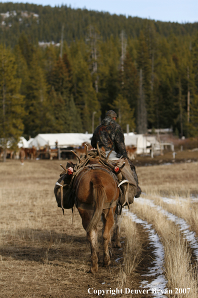 ELk hunter with pack string