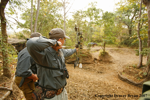 Hunter taking aim at hippopotamus