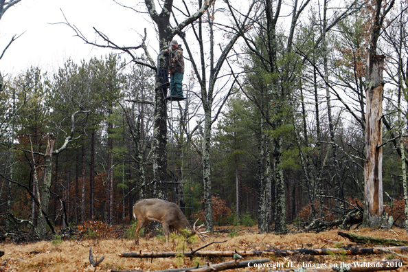 Bowhunting for wite-tailed deer from tree stand.