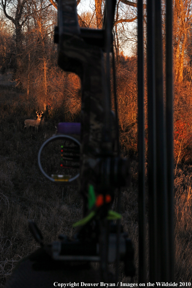 Bowhunter's view of white-tailed deer from treestand with bow in foreground. 