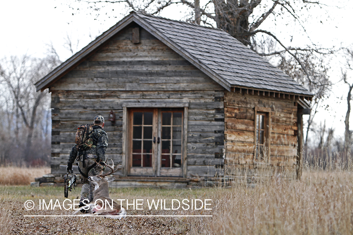 Bowhunter dragging bagged white-tailed buck.