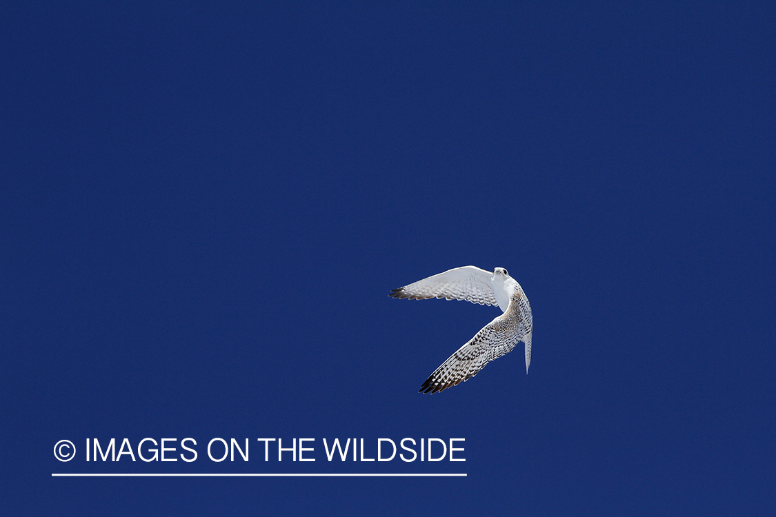 White Gyr Falcon in sky.
