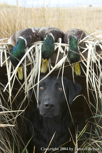 Black labrador retriever in blind with bagged mallards.