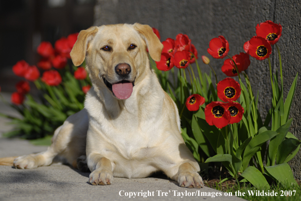 Yellow Labrador Retriever