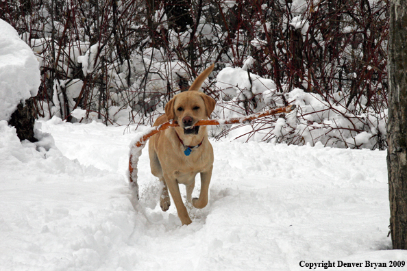 Yellow Lab retrieving stick