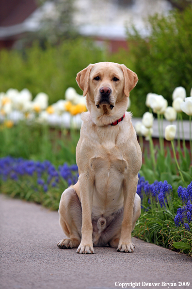 Yellow Labrador Retriever by flowers