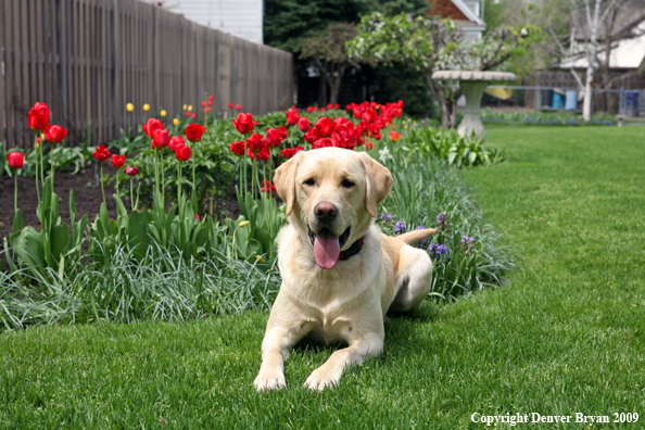 Yellow Labrador Retriever by flowers