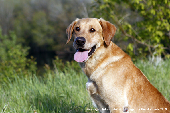 Yellow Labrador Retriever in field