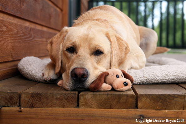 Yellow Labrador Retriever on deck with stuffed toy