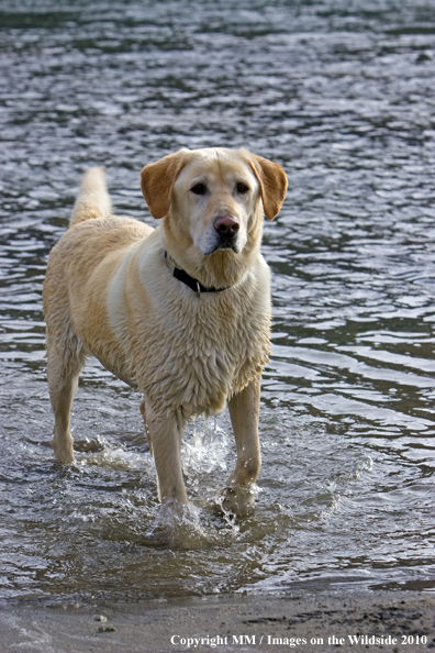 Yellow Labrador Retriever