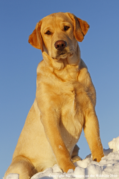 Yellow Labrador Retriever