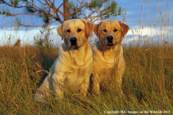 Yellow Labrador Retrievers.