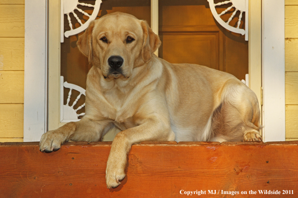 Yellow Labrador Retriever.