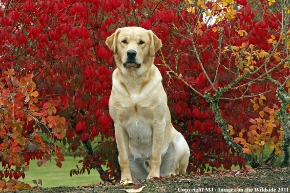 Yellow Labrador Retriever.
