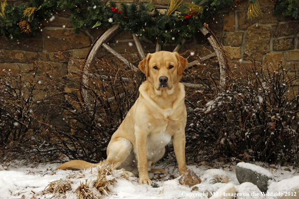 Yellow Labrador Retriever in snow. 
