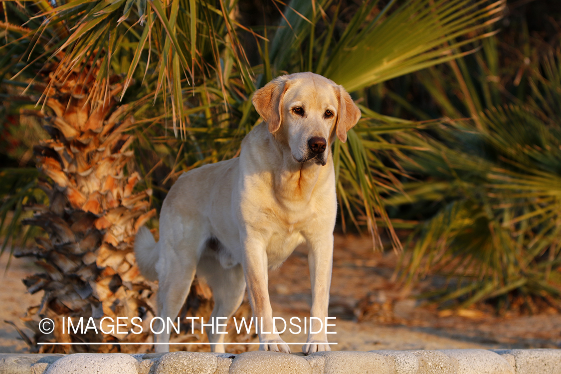 Yellow Lab in Mexico.
