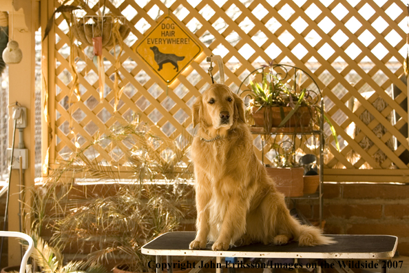 Golden Retriever 