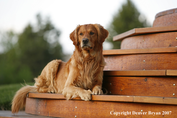 Golden Retriever