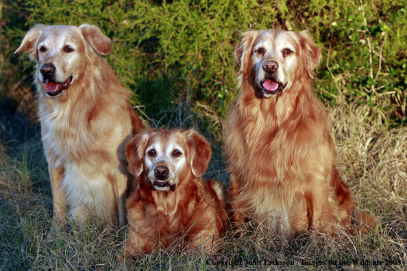 Golden Retrievers