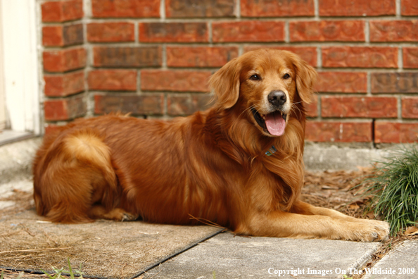 Golden Retriever