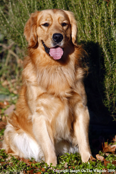 Golden Retriever