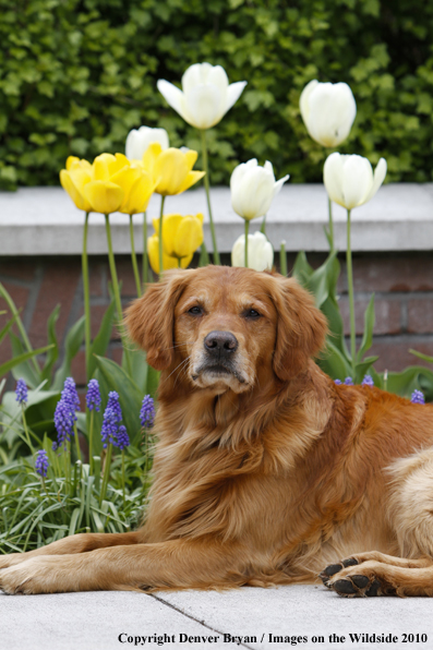 Golden Retriever