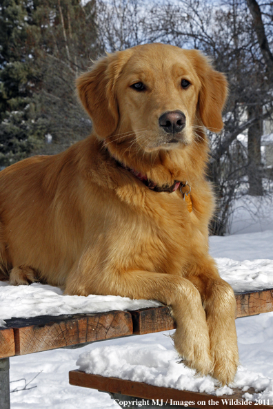 Golden Retriever in winter.