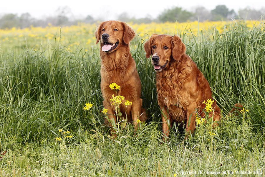 Golden Retrievers