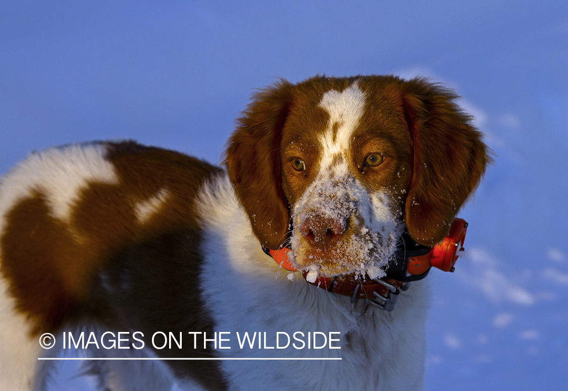 Brittany Spaniel 