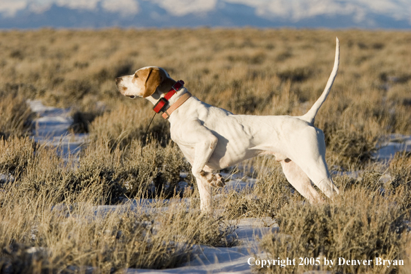  English Pointer on point in field.