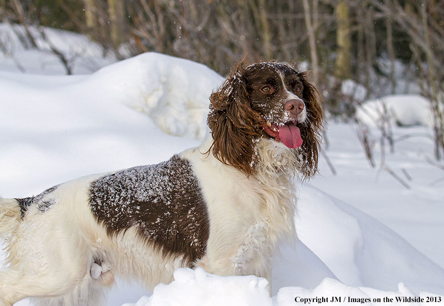 English Springer Spaniel