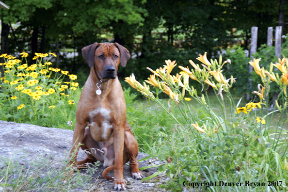 Rhodesian Ridgeback
