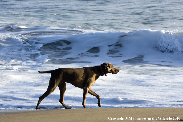 Weimaraner on beach
