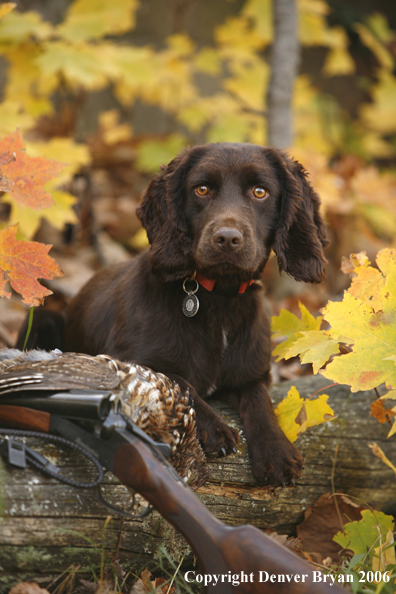 Chocolate Cocker Spaniel with bagged grouse and gun in woods