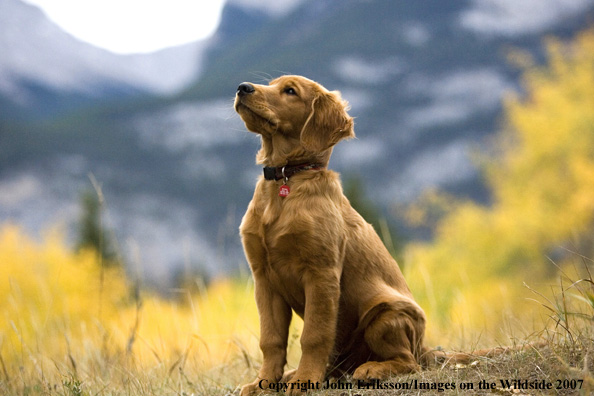Golden Retriever puppy