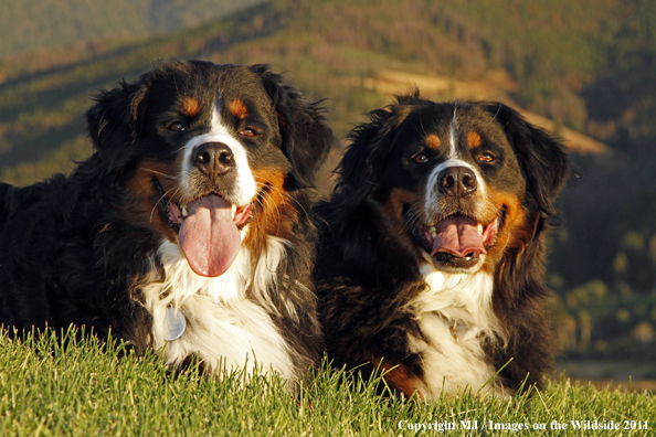Bernese Mountain Dogs.