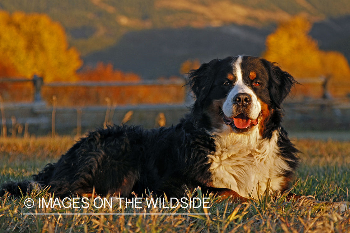 Bernese Mountain Dog