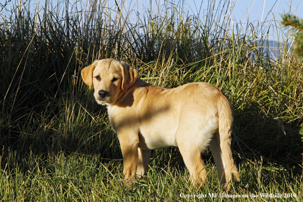 Yellow Labrador Retriever Puppy
