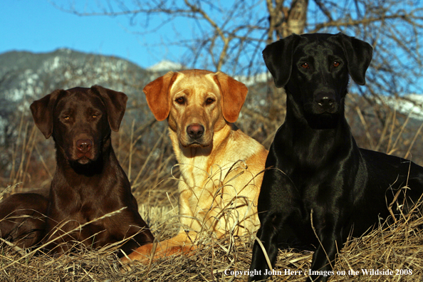 Multi-colored labrador retrievers