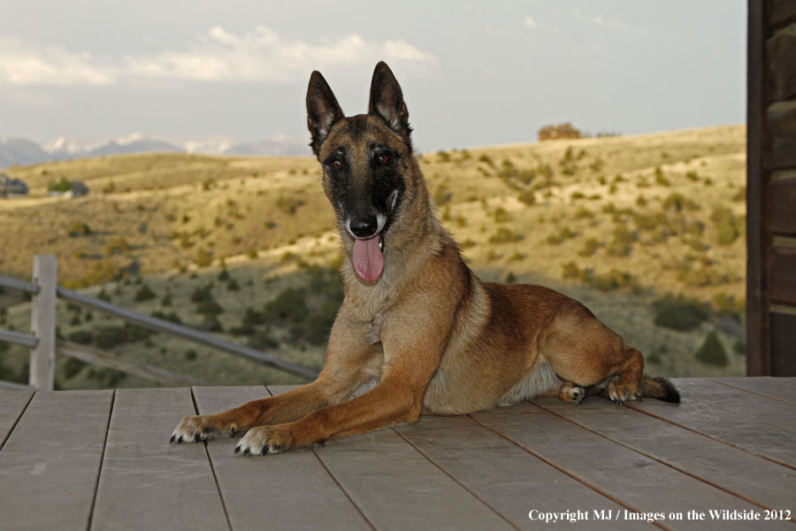 Malinois on porch.