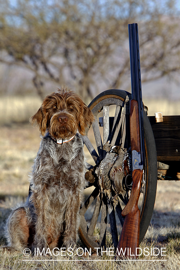 Wirehaired Pointing Griffon with bagged desert quail.